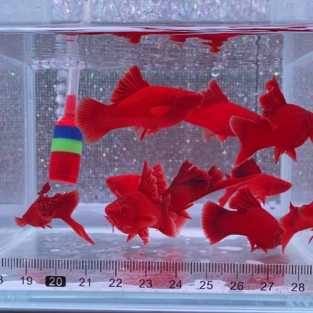 এ****红剑鱼高鳍红剑亚成4公6母