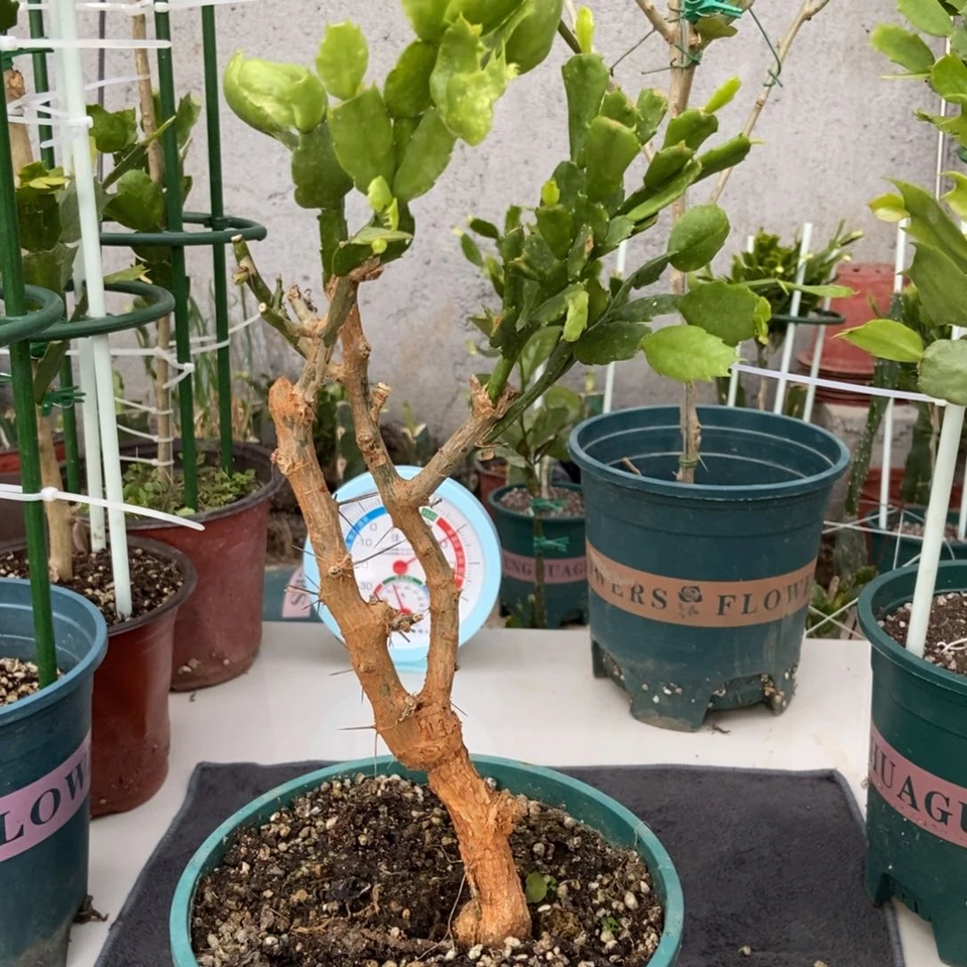 感***生无花朵感悟人生大哥一物一拍