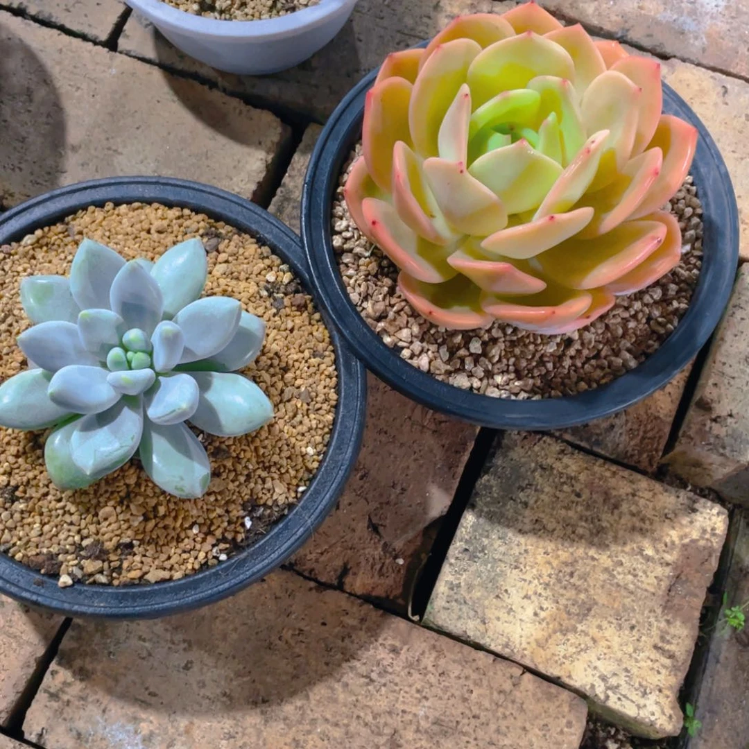 ****友前男友寄养两颗多肉