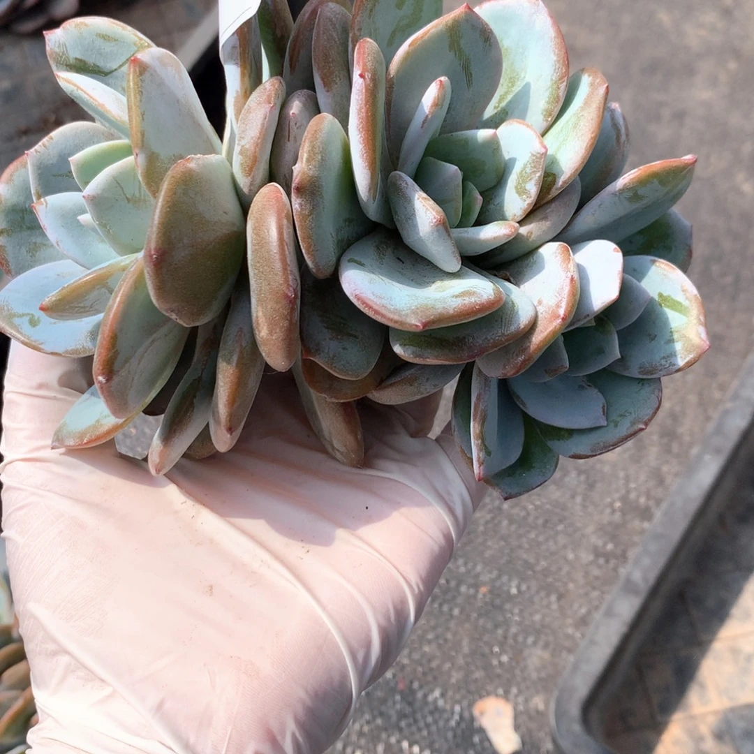 永***）#602 售后范围：签收起7天内，不拍冷链不售后