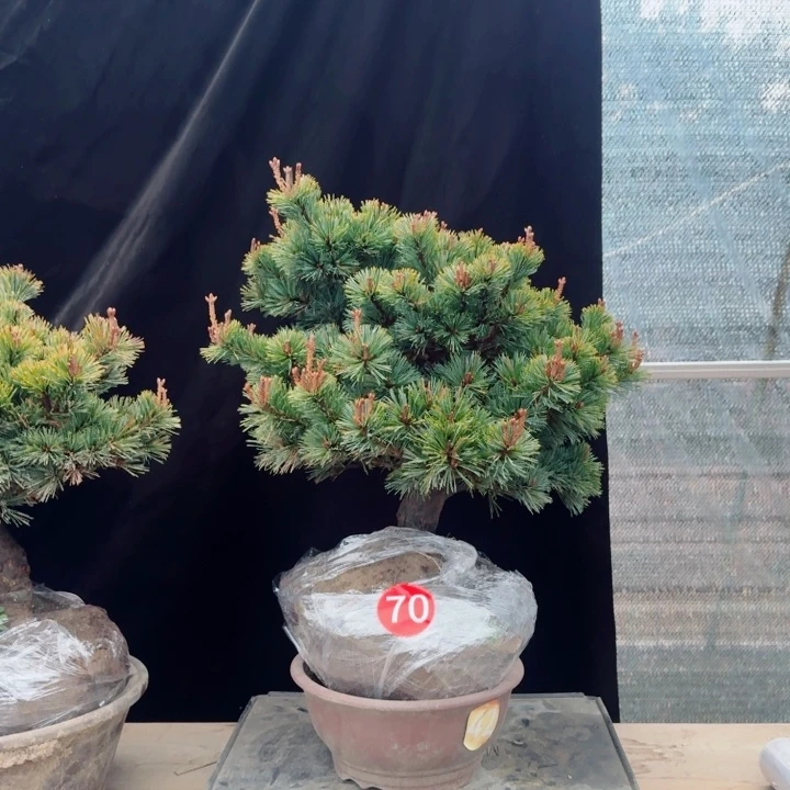 无花朵鹏***-x n n m