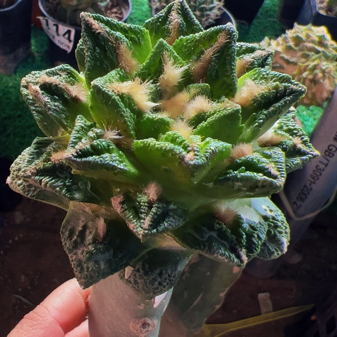 无花朵福利隔尤辛顿牡丹399