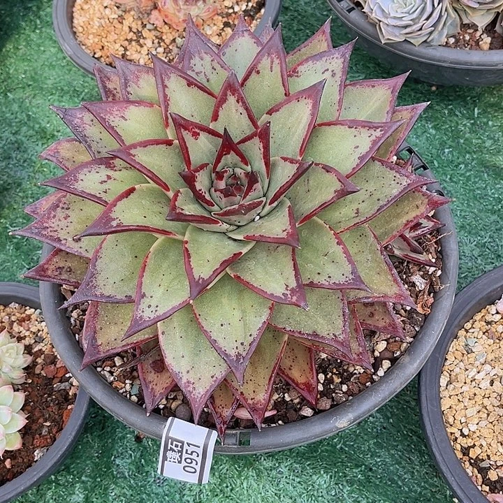 宽叶乌木0951多肉植物