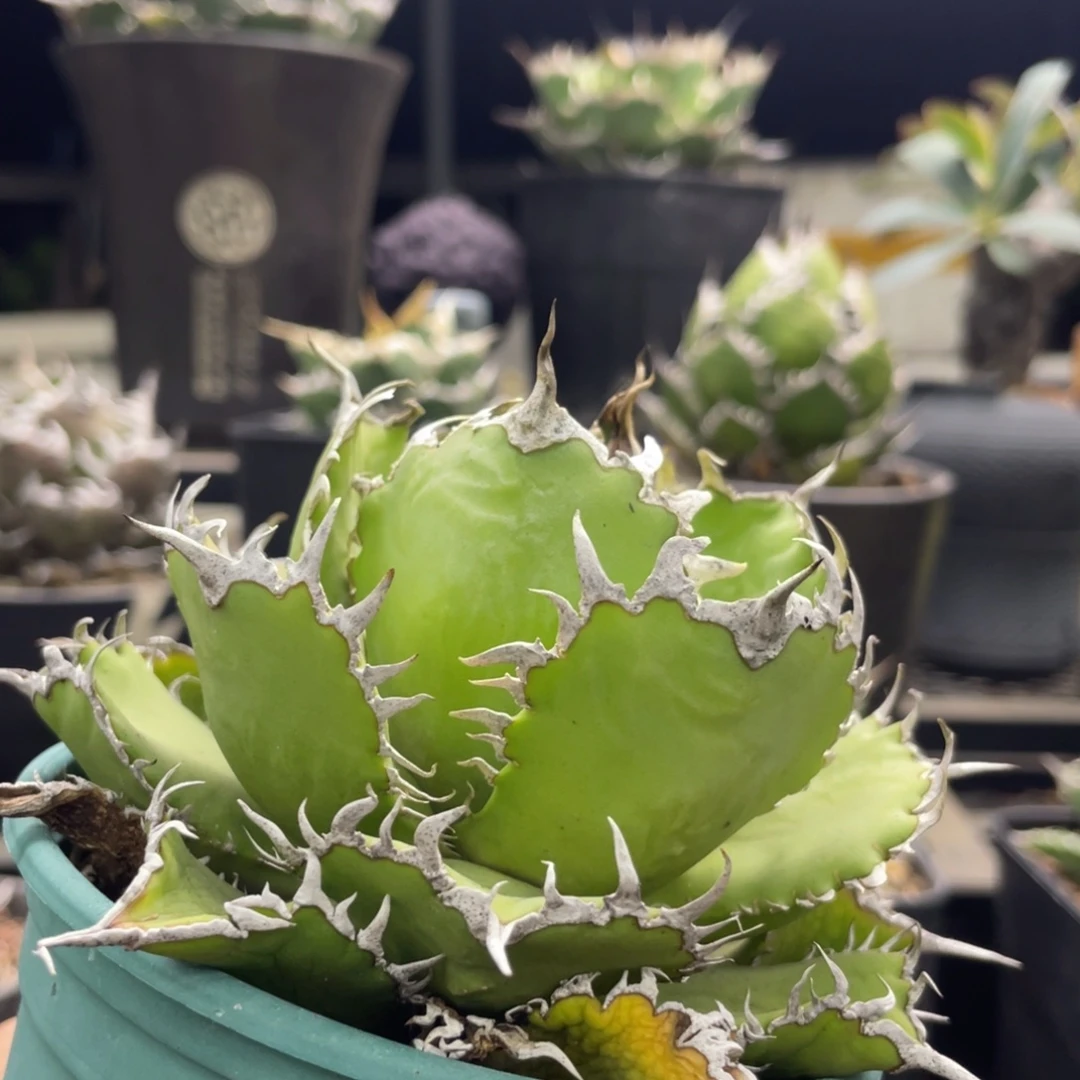 蕾丝龙舌兰仁王冠