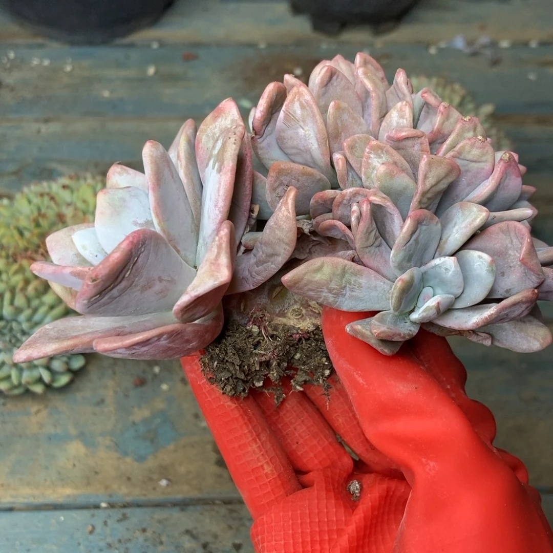 13-16粉兔缀一物一拍