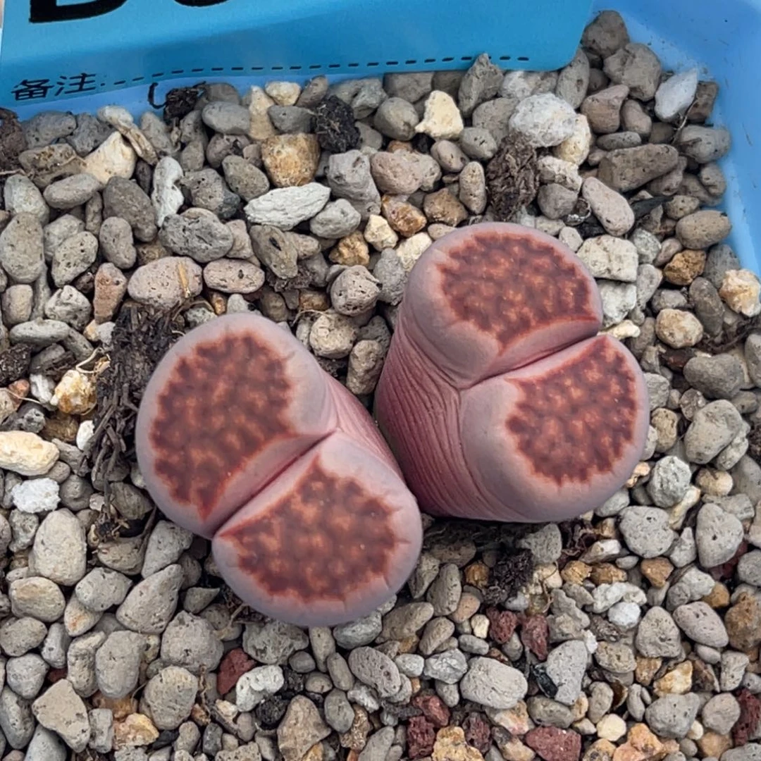 8810双头紫花纹一颗