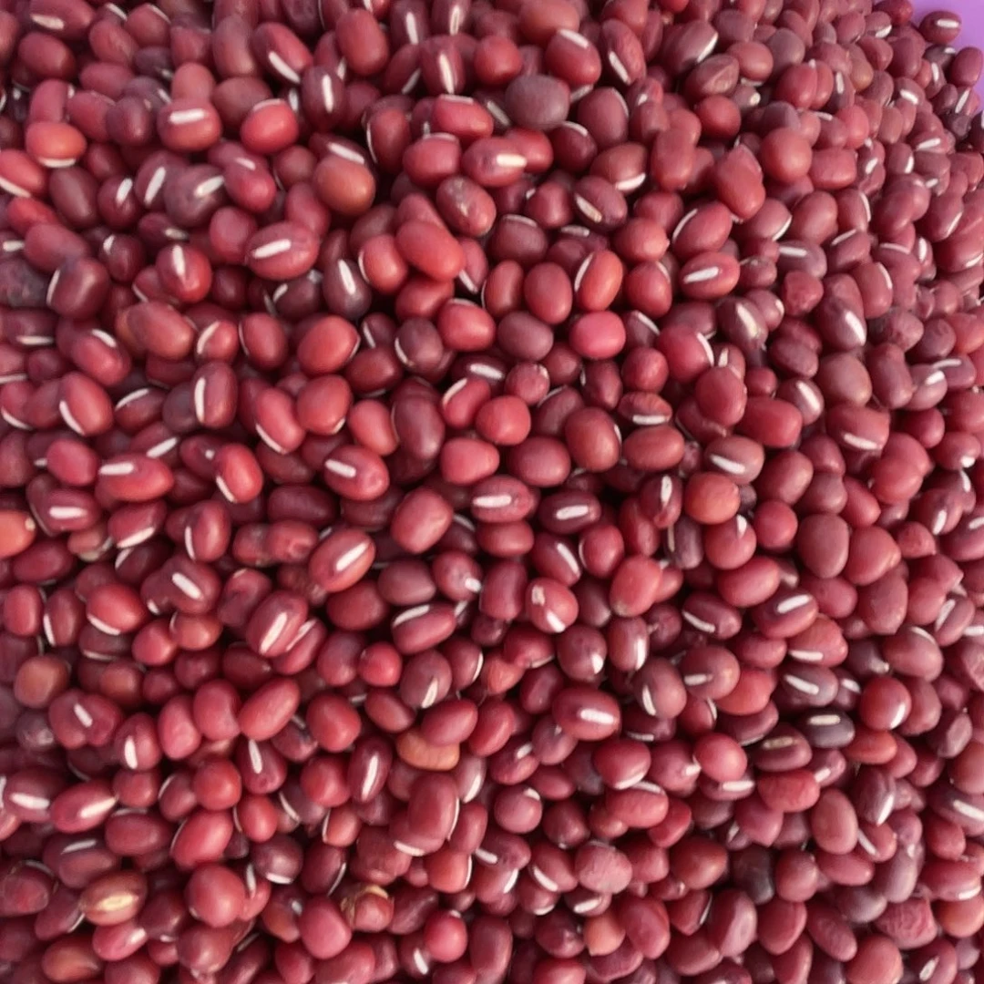 中国大陆农家自己种的种植的红小豆三斤