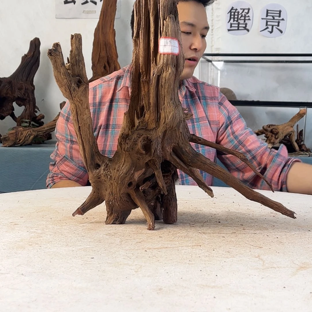 寄居蟹造景沉木造景