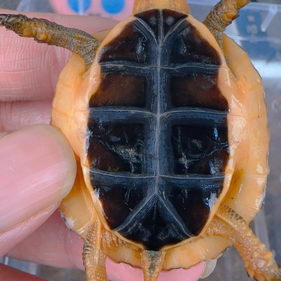 不分公母宠物龟88888999998