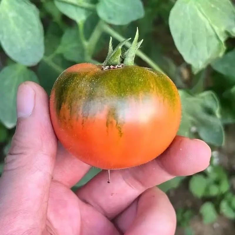 碱地柿子种子铁皮西红柿草莓柿子京东发货可生吃应季水果