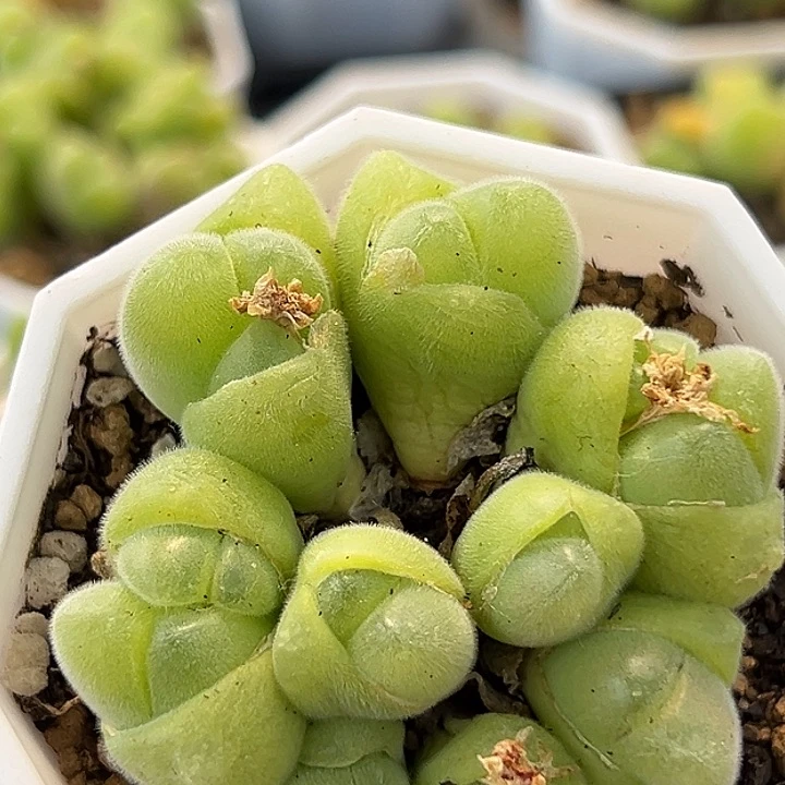 无花朵657号毛翠滴