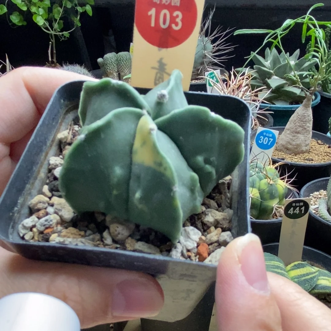 实生核桃鸾凤玉锦一颗