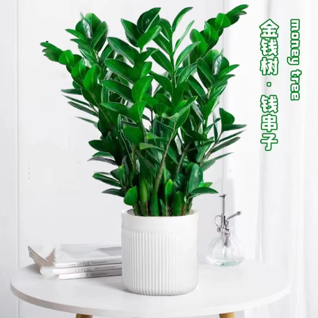 【摇钱树】年宵花金钱树盆栽客厅办公室内桌面款好养大型绿植乔迁摇