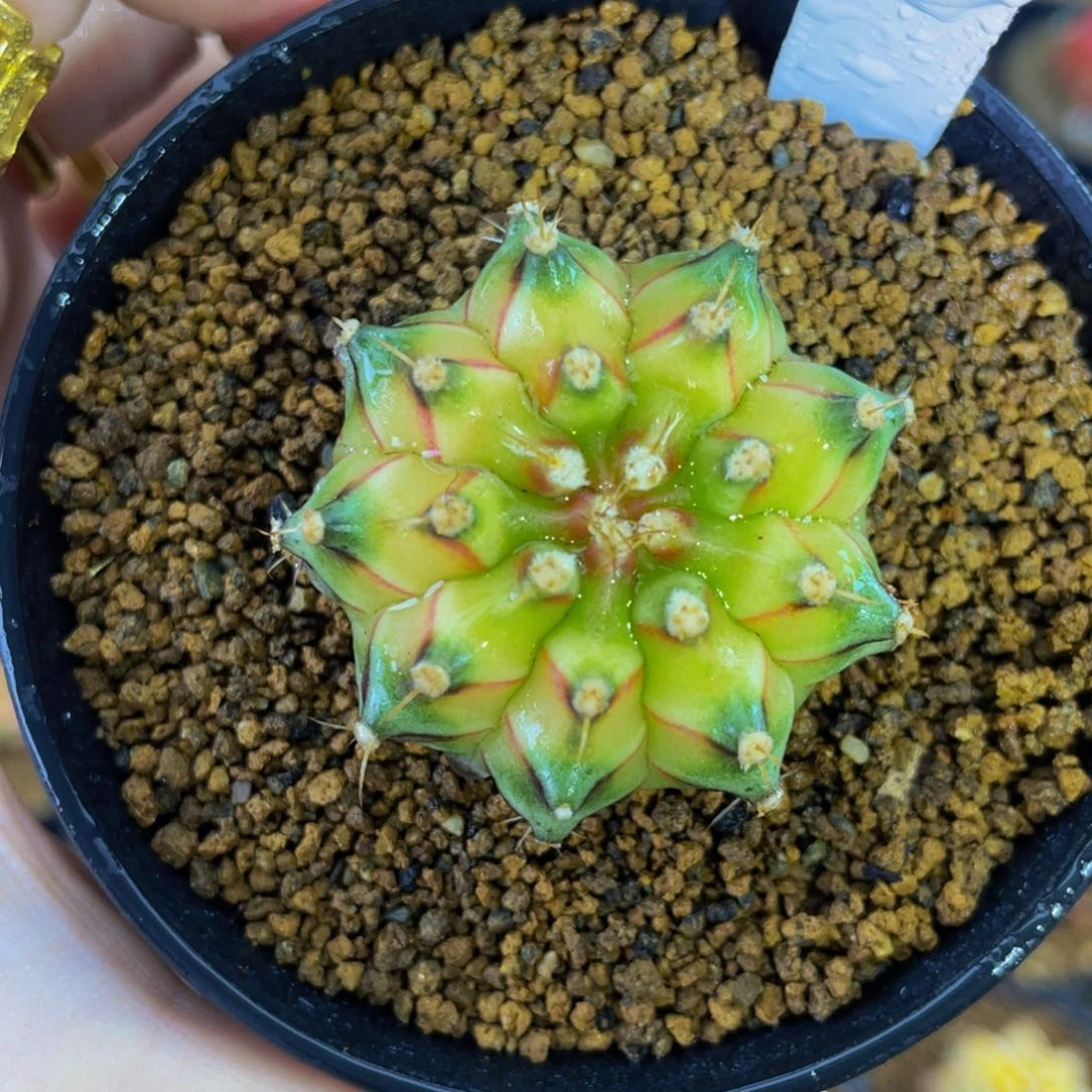 米哈星球000000006