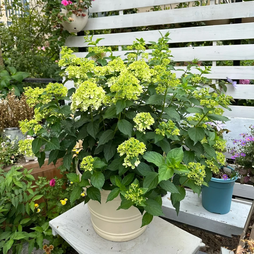 虞城园艺 小樱 桃 圆锥绣球 盆栽四季开花大苗