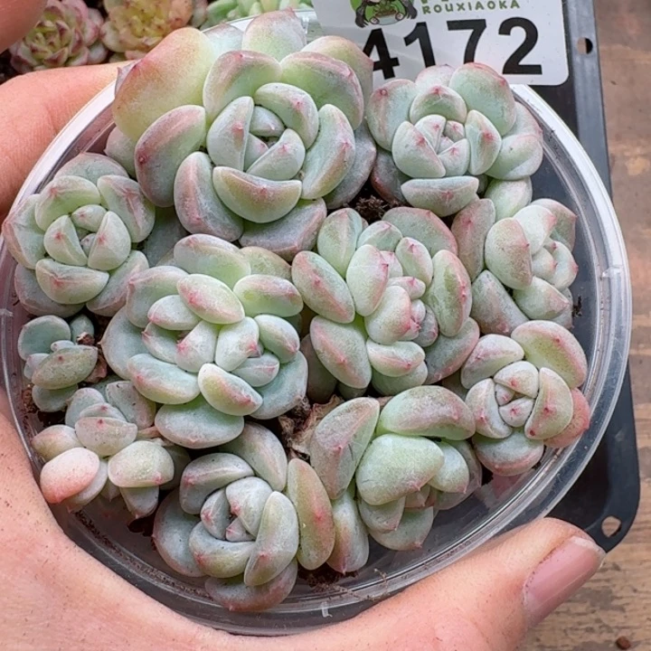 多肉植物多肉植物