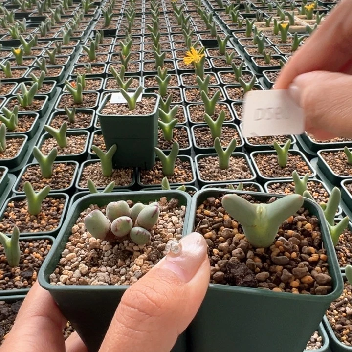 260。 优选大劈叉皮卡丘