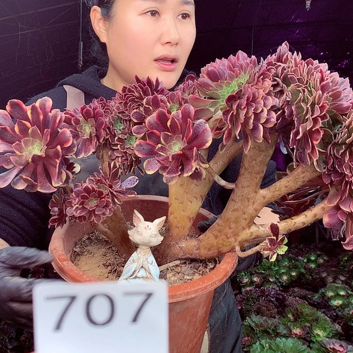 柒柒精品多肉脱土发货不包断侧枝707