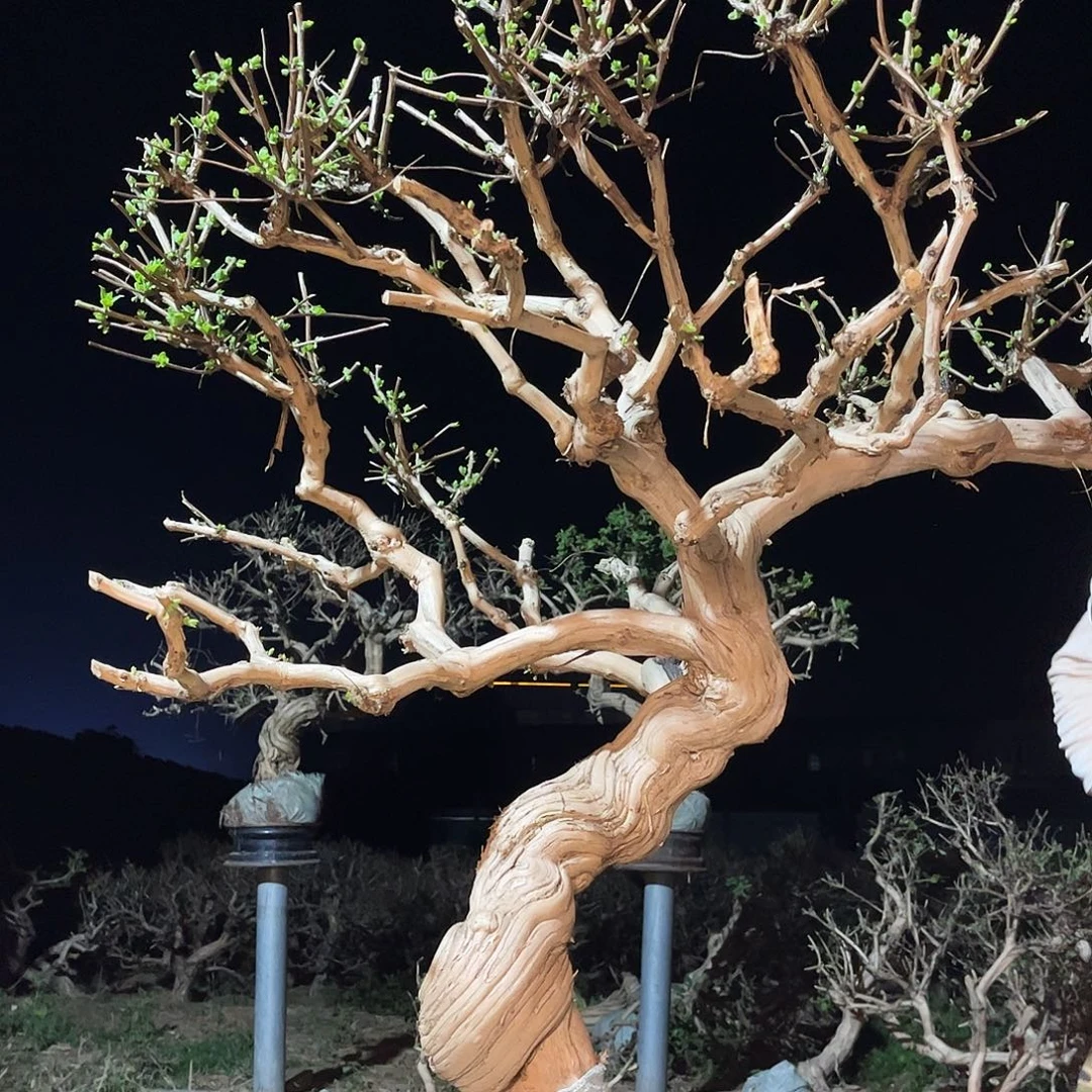 当前无花栽培后可以开花