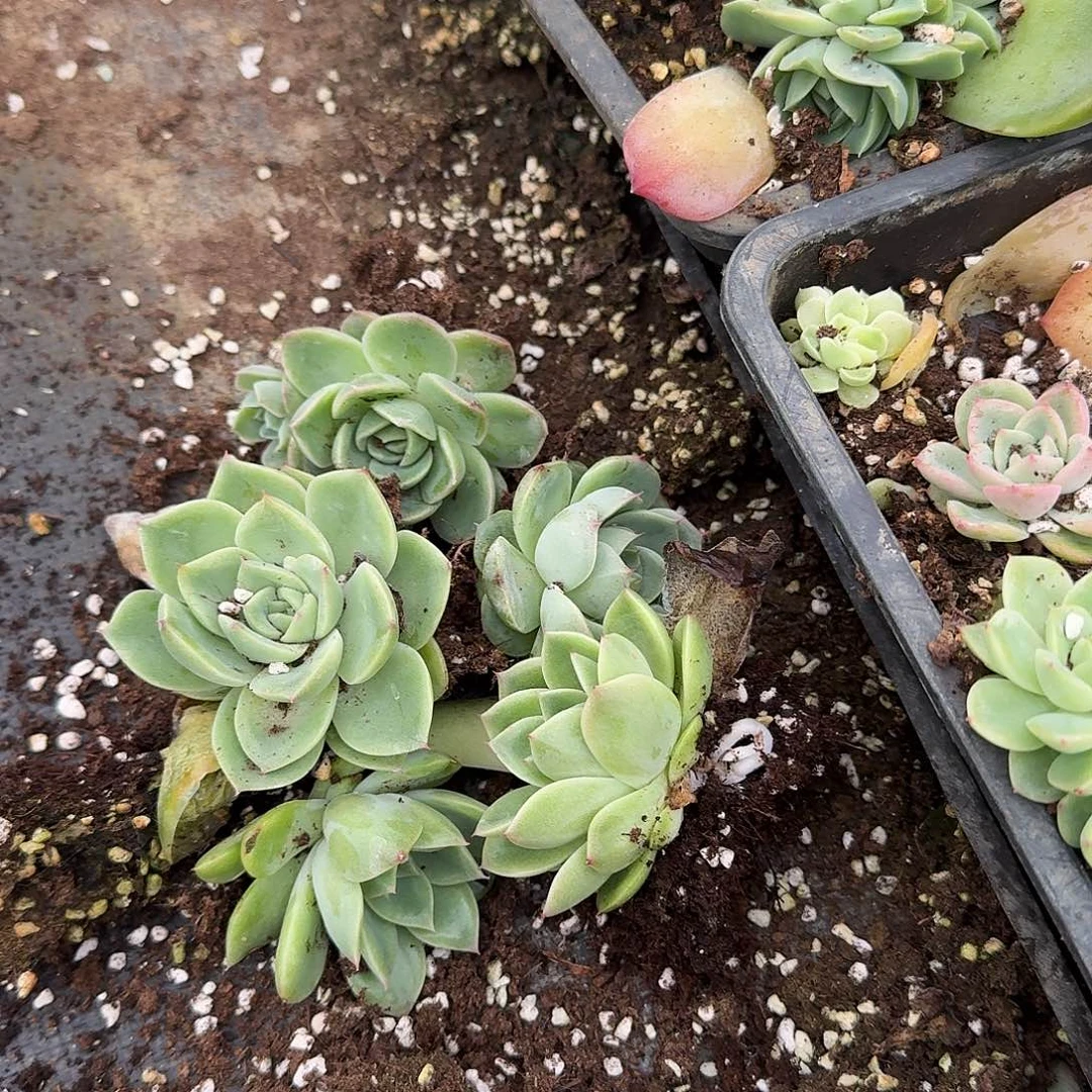 宽叶麦秆十棵量拍11-17