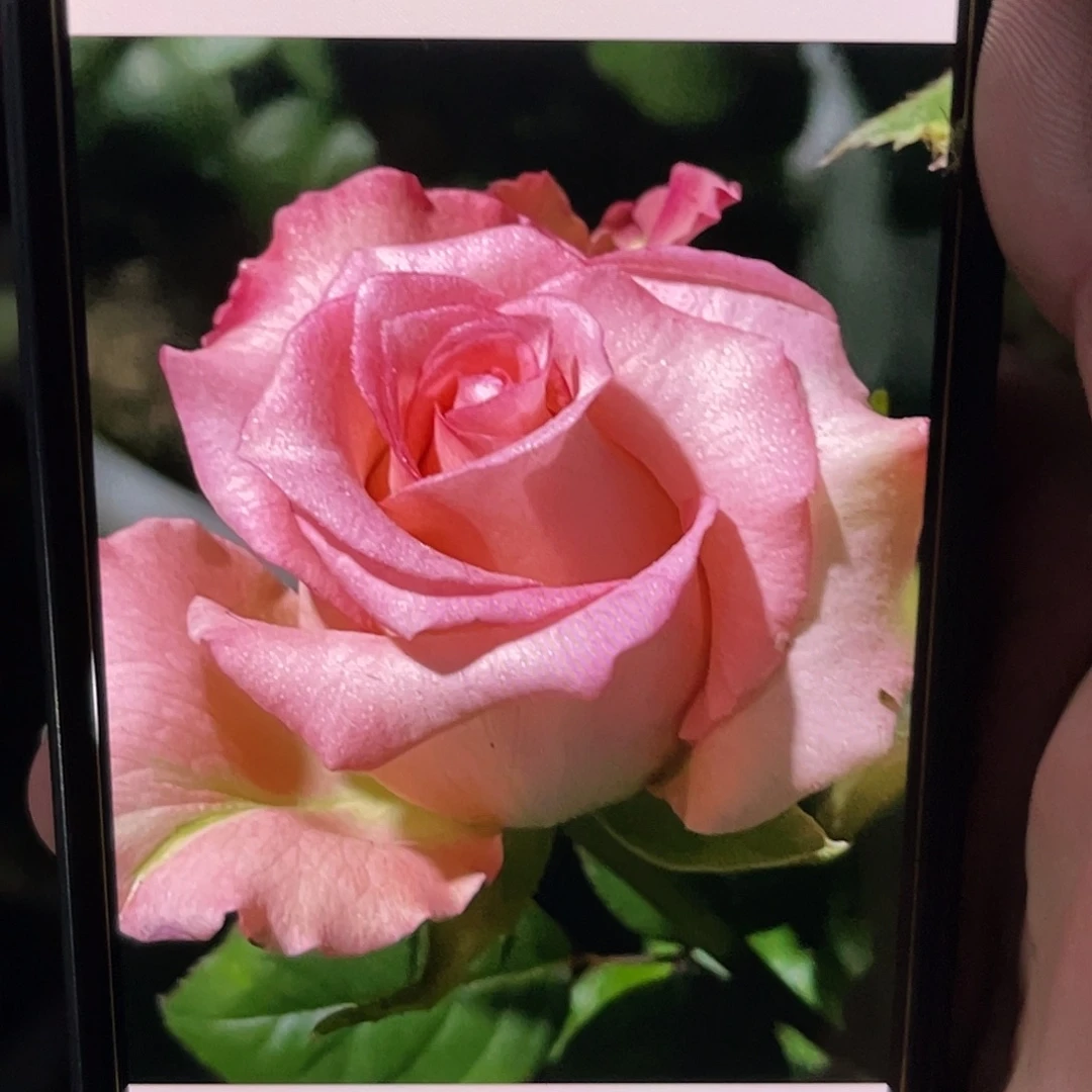 无花朵——水蜜桃 福利