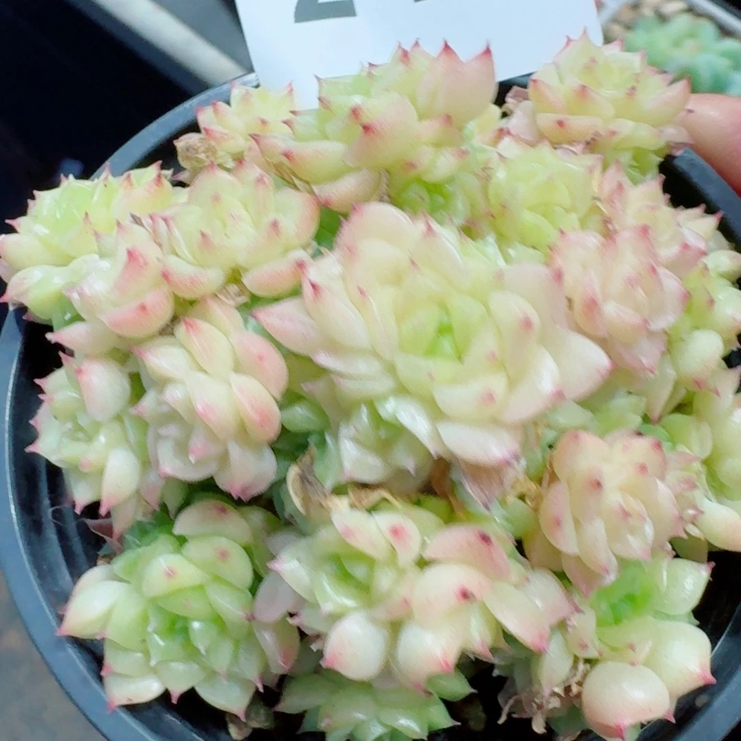 麦秆群生212            精美多肉植物