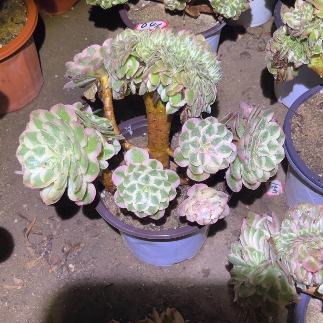 641多肉植物荔枝缀化