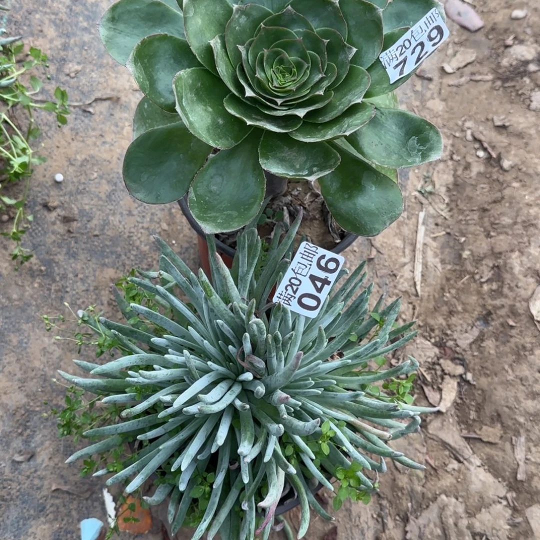 多肉729+046满20包邮断枝不包