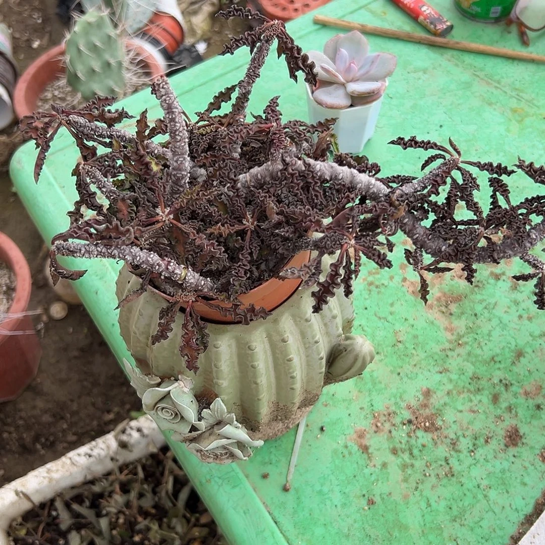 多肉植物皱叶麒麟
