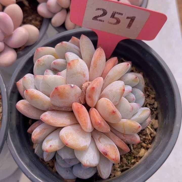 健健康康平平安安