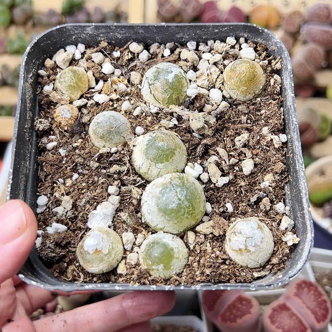 无花朵带盆发灯泡…………………………