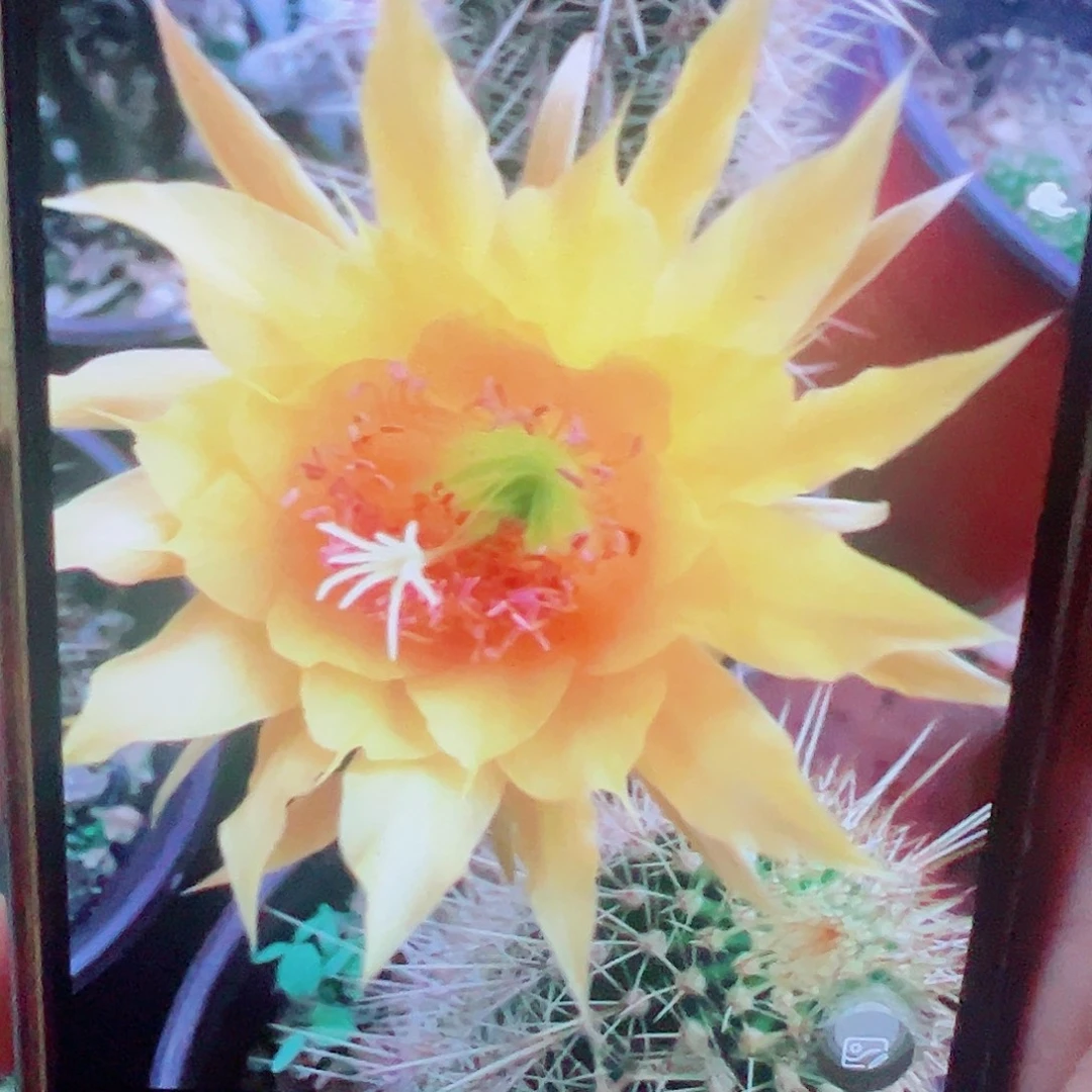 金妞 凝胶 侧芽 满20包邮