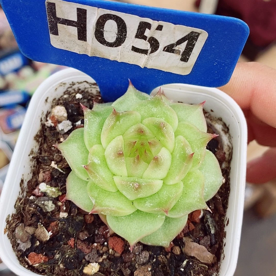 冰心5cm多肉植物