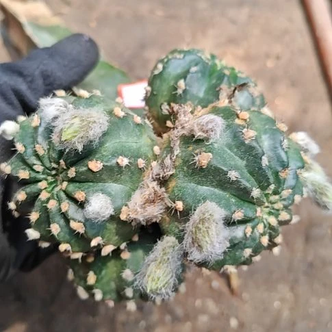 蝉衣母柱无根特19