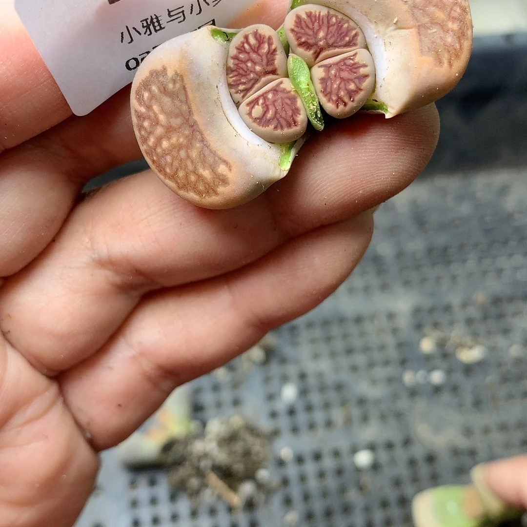 D53多肉植物保护研究所