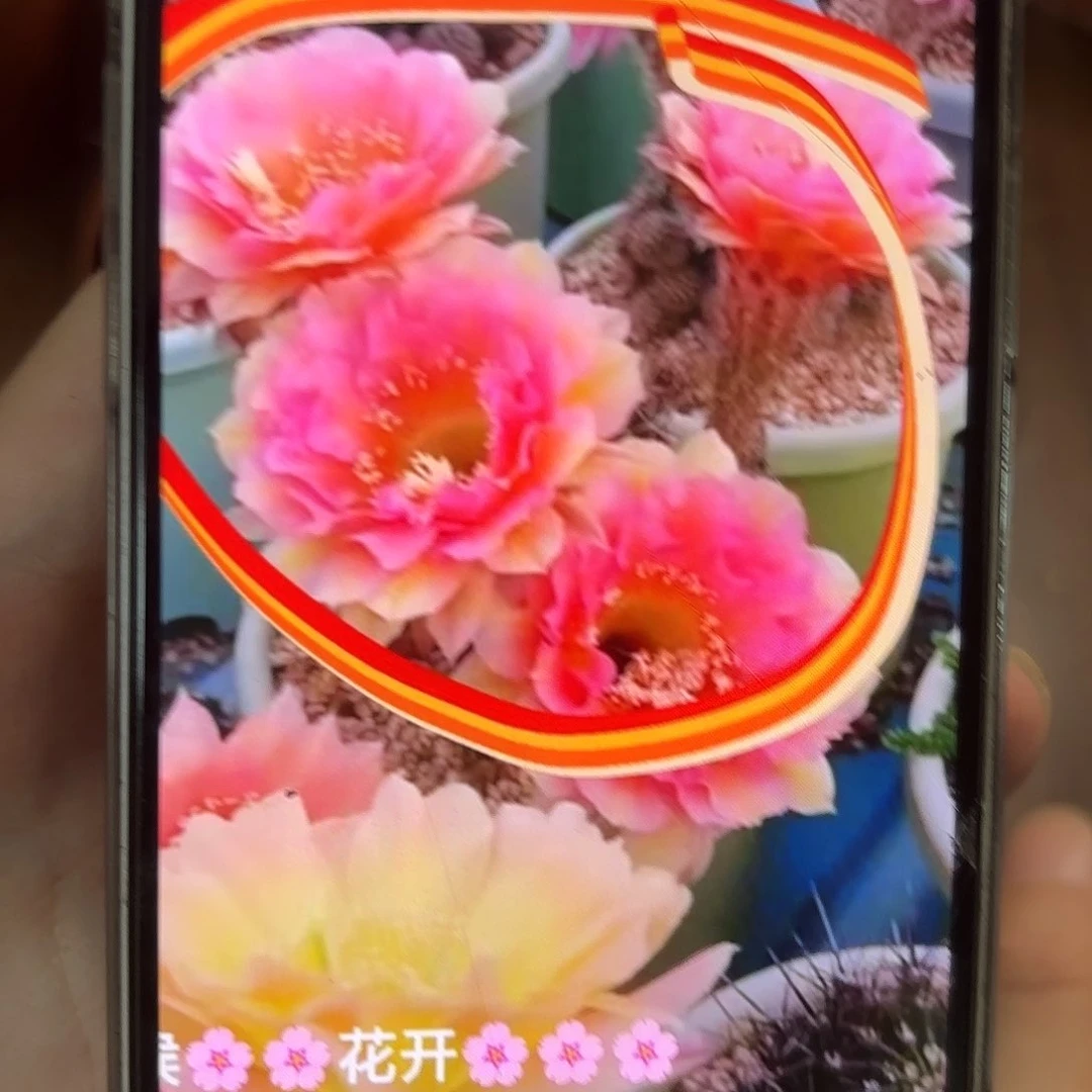 彩草99号6.5公分侧牙