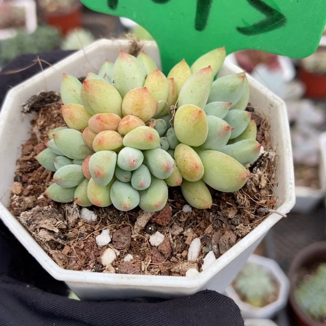 1645萤火虫多肉植物