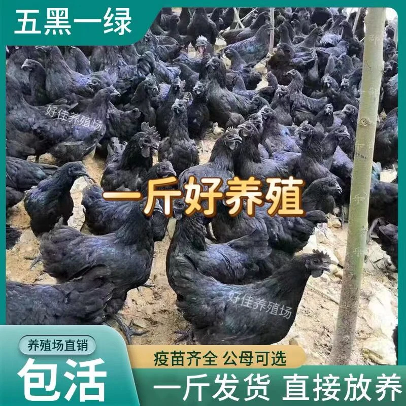 2个月1斤五黑鸡活体宠物鸡芦丁鸡成都发货