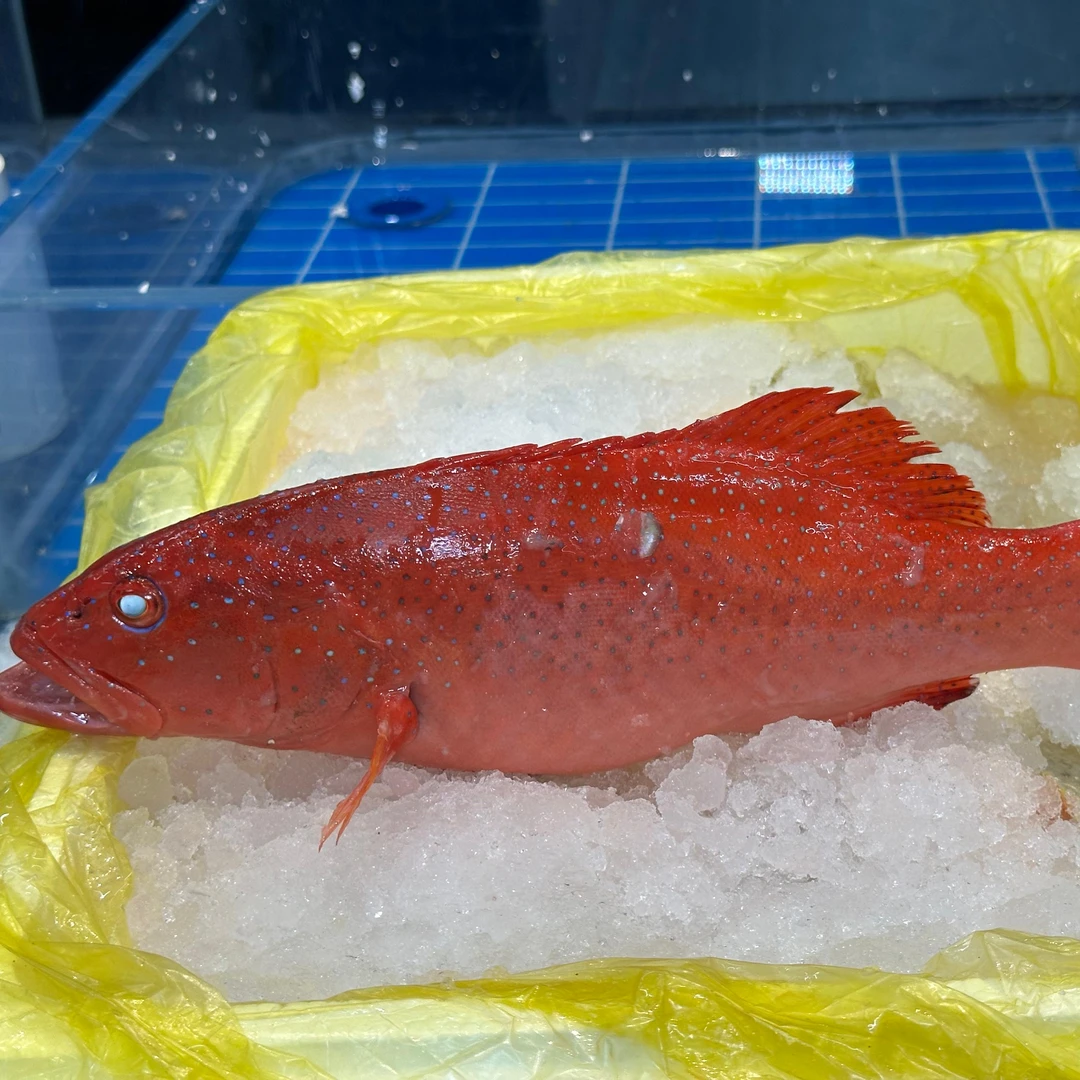 冰鲜东星斑【老笨海鲜】10元起送98包邮