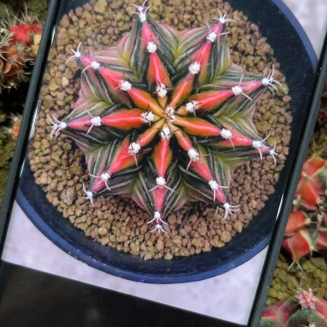 299-1103国内发货多肉下播福利