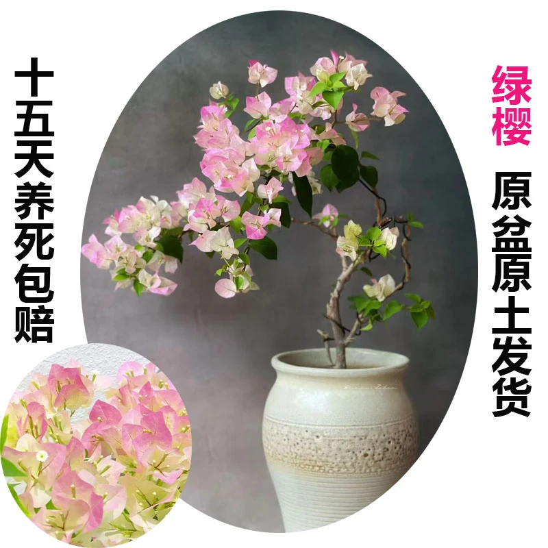 绿樱(三角梅)原生大苗四季开花老桩爬藤植物