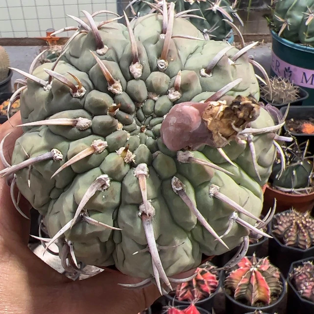 【闪购商品】实生仙人球