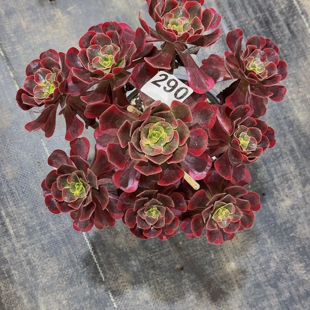290爱神法师植物多肉