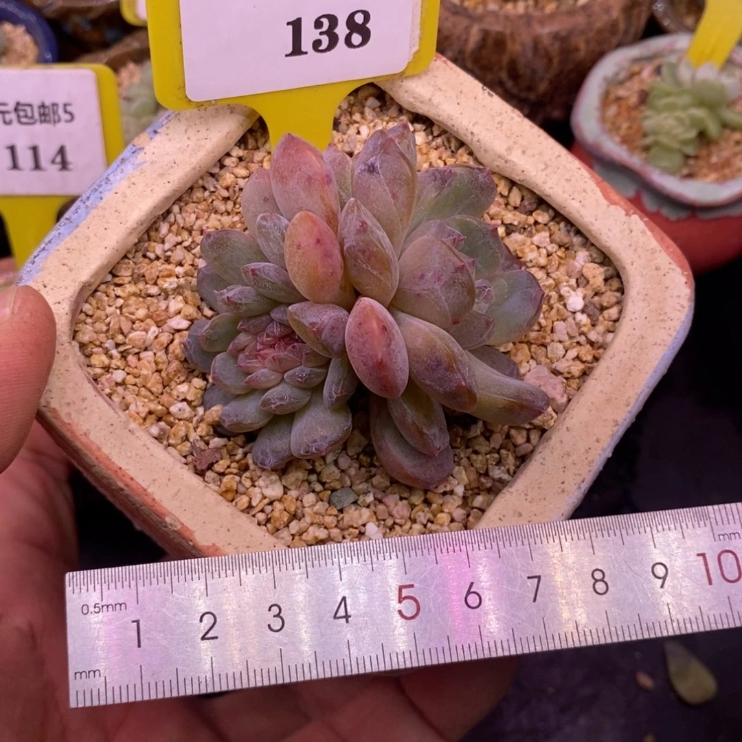 5138精控红恋缀化……