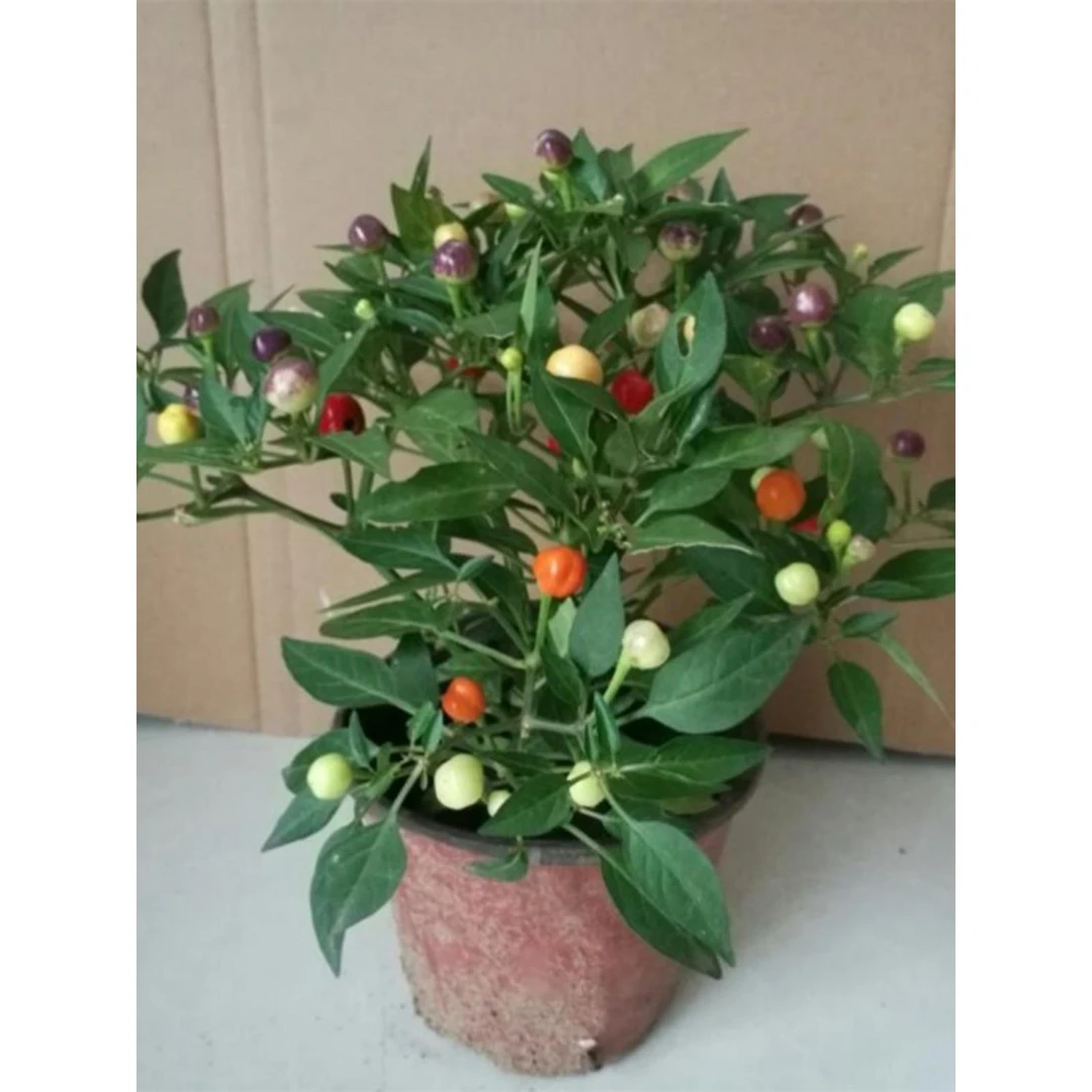 五彩辣椒花苗观赏盆栽彩椒五彩尖椒七彩珍珠椒樱桃椒食用阳台绿植