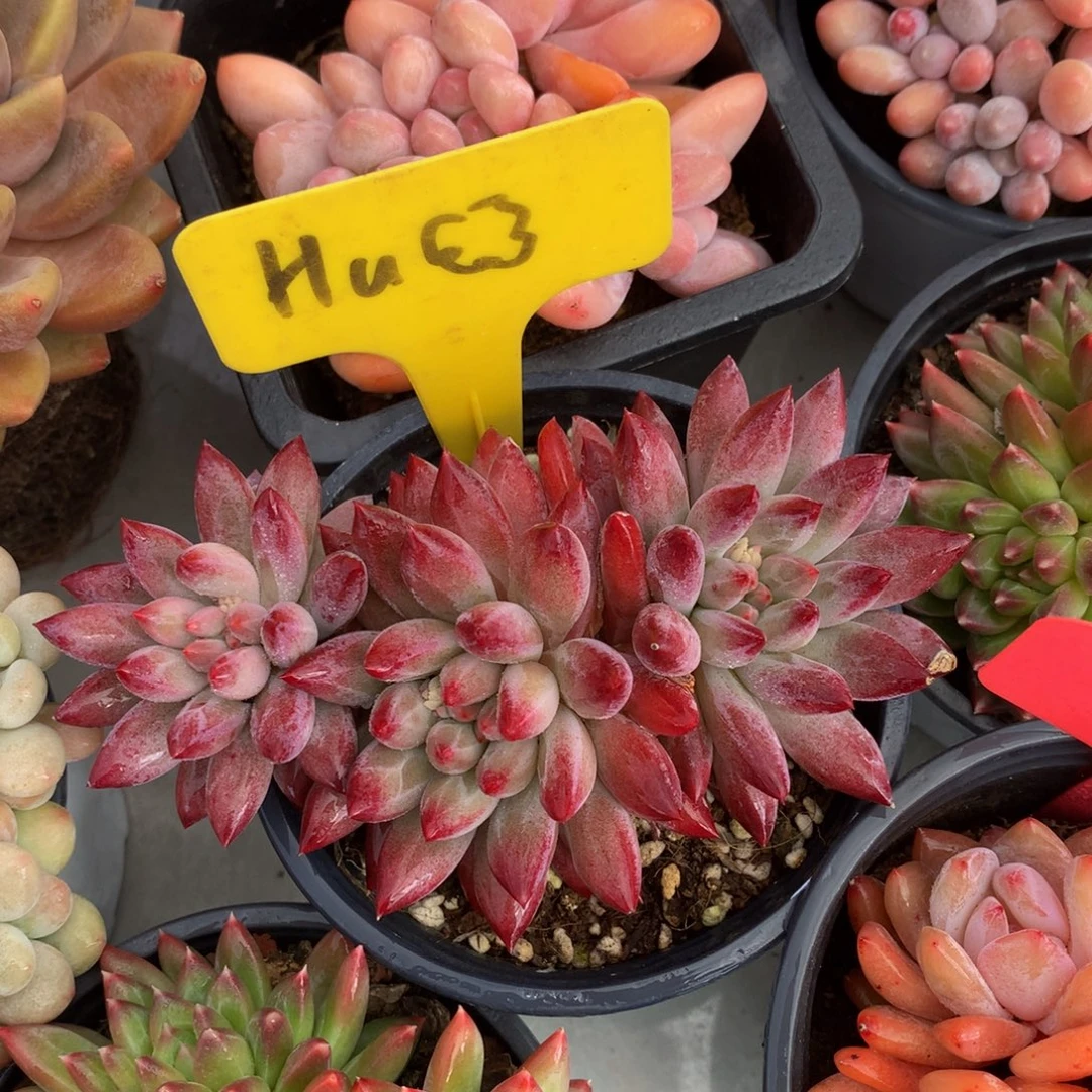 车厘子72727272727