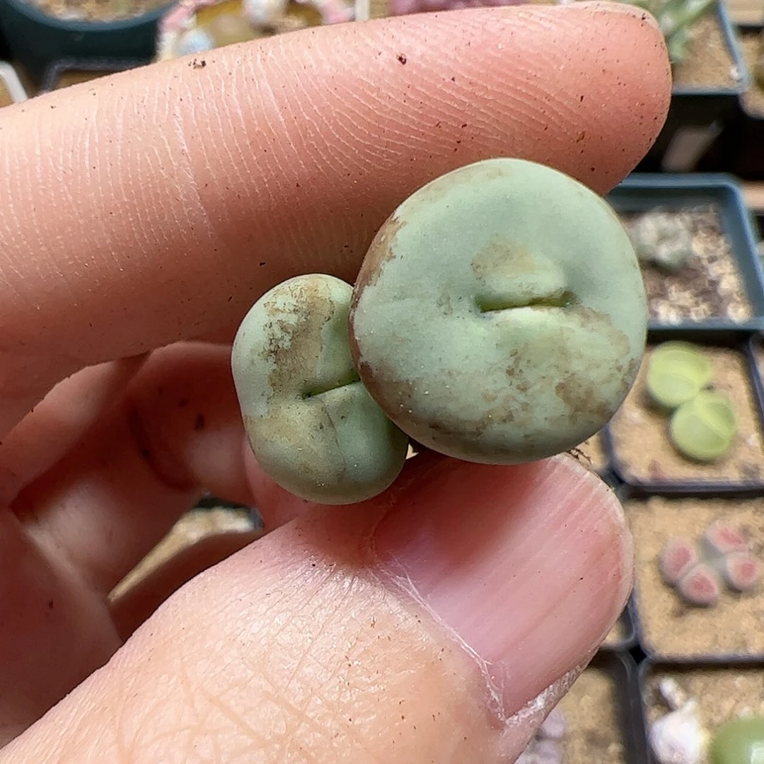 【闪购商品】176 秒