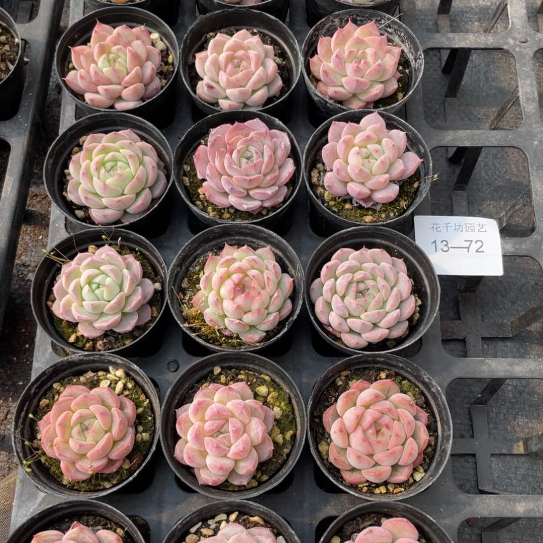 一物一拍4棵13-72