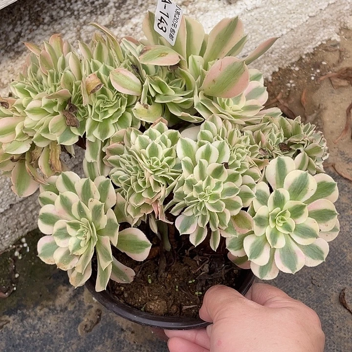 143女巫缀多肉植物法师