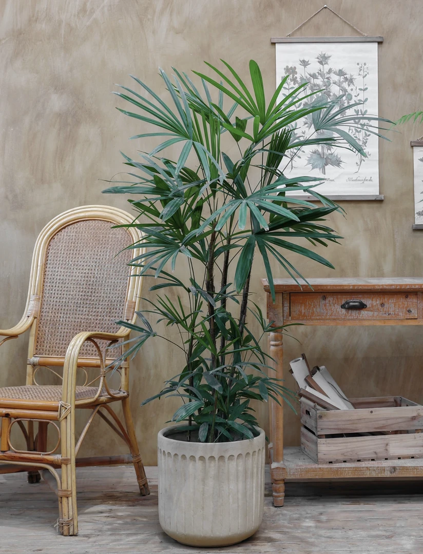 金山棕竹盆栽耐阴吸甲醛室内绿